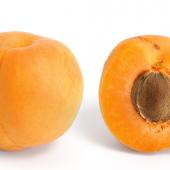 Apricot